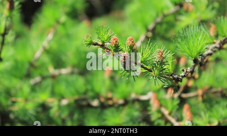 Larice albero fresco rosa coni fioriscono in primavera su sfondo naturale. Rami con aghi giovani larice europeo Larix decidua con fiori rosa. Foto Stock