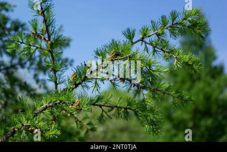 Larice albero fresco rosa coni fioriscono in primavera su sfondo naturale. Rami con aghi giovani larice europeo Larix decidua con fiori rosa. Foto Stock