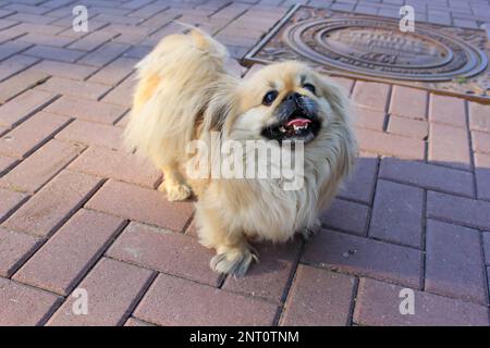 Carino cucciolo di razza mista Pomerania Pekingese sul marciapiede della città Foto Stock