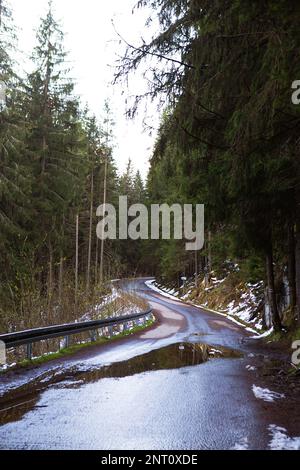 La strada nella foresta tra la fitta foresta, alberi di Natale, pini. Neve bugie. Un tempo meraviglioso per escursioni, viaggi, avventura. Foto Stock