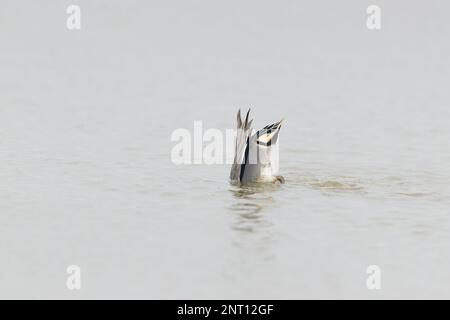 Comune anas crecca, adulto maschio rivolta, Norfolk, Inghilterra, febbraio Foto Stock