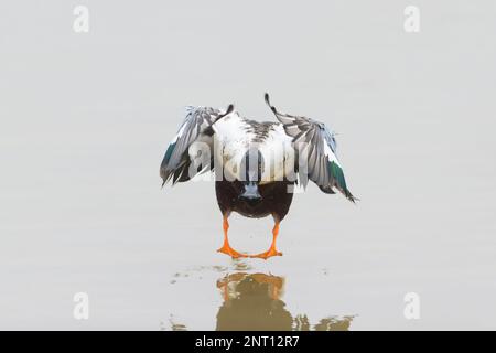 Pala settentrionale Anas clypeata, adulto di volo maschile, in procinto di atterrare sull'acqua, Norfolk, Inghilterra, febbraio Foto Stock