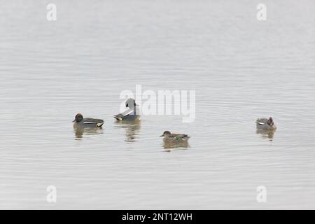 Comune anas crecca teal, 3 adulti maschi e femmina nuoto, 1 maschio esposizione, Norfolk, Inghilterra, febbraio Foto Stock