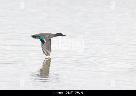 Comune teal Anas crecca, adulto maschio di volo, Norfolk, Inghilterra, febbraio Foto Stock