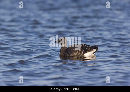 Brent goose Branta bernicla, nuoto giovanile, Norfolk, Inghilterra, febbraio Foto Stock