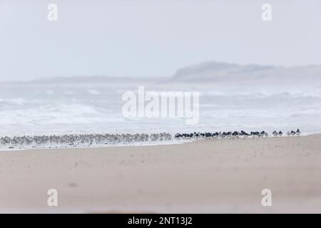 godwit Limosa laponica dalla coda di un bar, e l'ostercatcher eurasiatico Haematopus ostralegus, gregge in piedi sulla spiaggia, RSPB Titchwell Nature Reserve, Norfolk Foto Stock