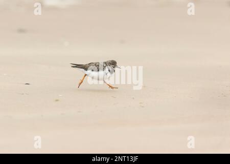 Ruddy pietra arenaria Arenaria interpres, inverno piumaggio adulto in esecuzione sulla sabbia, Norfolk, febbraio Foto Stock