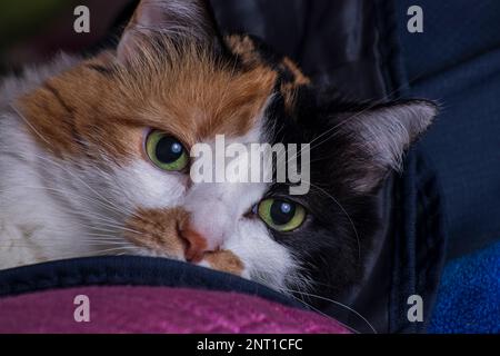 Fronte del gatto Foto Stock