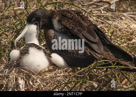 Femmina magnifico frigatebird nutrire il suo pulcino appena schiusa Foto Stock