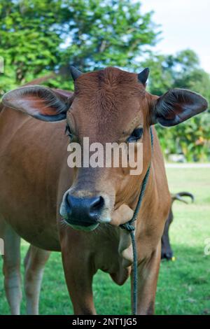 Ritratto di un giovane toro banteng in Thailandia. Foto Stock