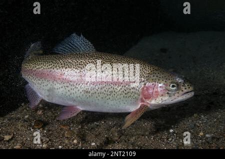 Rainbow Trout vista del corpo intero rivolta a destra sul fondo di sabbia Foto Stock