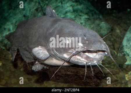 Canale Catfish nuoto primo piano del viso Foto Stock