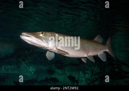 North Pike di fronte a sinistra Foto Stock