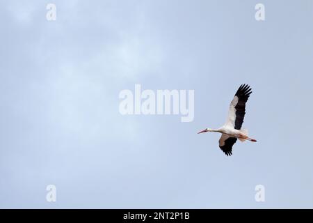 Cicogna bianca (Ciconia ciconia) è un grande uccello della famiglia cicogna Ciconiidae. Il suo piumaggio è prevalentemente bianco con il nero sulle ali. Foto Stock