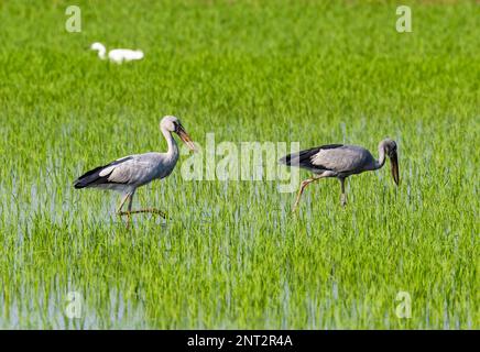 Un paio di cicogna asiatica Openbill (Anastomus oscitans) che foraging in campo di riso. Thailandia. Foto Stock