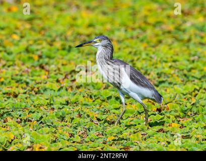 Un airone dello stagno cinese (Ardeola bacchus) che foraging in campo. Thailandia. Foto Stock