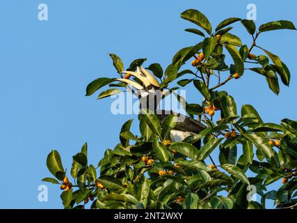 Un Oriental Pied-Hornbill (Anthracoceros albirostris) che si nutre su un albero di frutta. Thailandia. Foto Stock