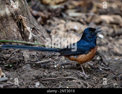 Uno Shama dal canto bianco (Copsychus malabaricus). Thailandia. Foto Stock