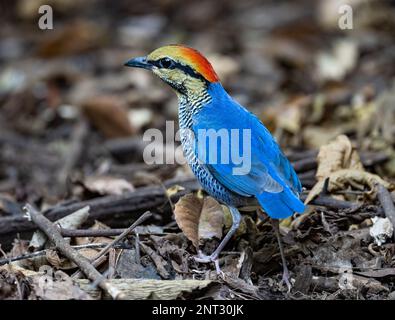 Un maschio colorato Blue Pitta (Hydrornis cyaneus) che foraging sul terreno. Thailandia. Foto Stock
