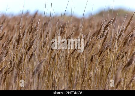 Canne con teste di semi asciutte che soffiano nel vento, cielo blu oltre. Concetto di crescita estiva. Dublino, Irlanda Foto Stock