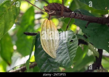 Fagiolo di cacao singolo che frena su un albero. Concetto di crescita naturale dei podotti Foto Stock