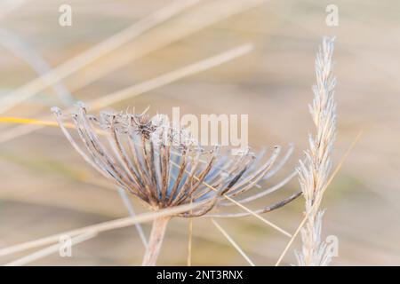 Testa di semi di fiori selvatici essiccati in erba lunga che soffia nel vento. Foto Stock