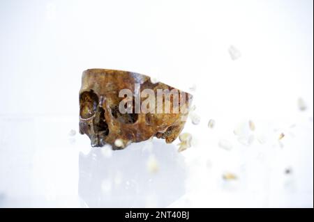 Cranio umano su sfondo bianco isolato. Cranio e denti umani giacciono su uno sfondo bianco medicina ricerca la struttura del corpo umano spazio per gli occhi per il naso spazio per testo Foto di alta qualità Foto Stock
