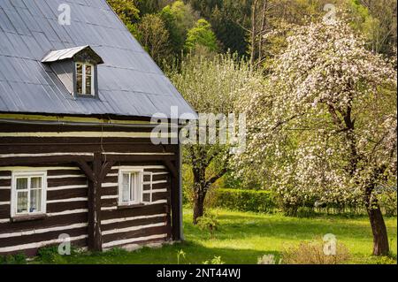 Frutteto di mele in fiore e piccolo casolare storico in legno a Krystofovo Udoli, Repubblica Ceca Foto Stock