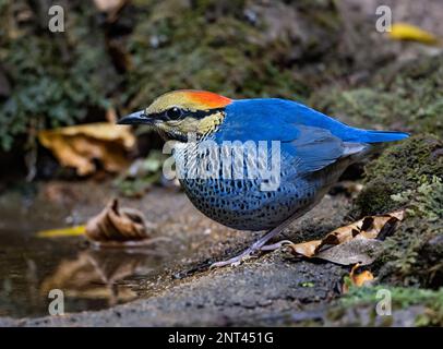 Un maschio colorato Blue Pitta (Hydrornis cyaneus) che foraging sul terreno. Thailandia. Foto Stock