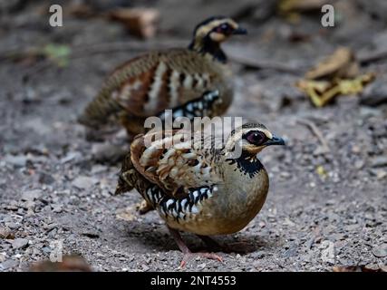 Due pernici a dorso di bar (Arborophila brunneopectus) che si foraggiano a terra. Thailandia. Foto Stock