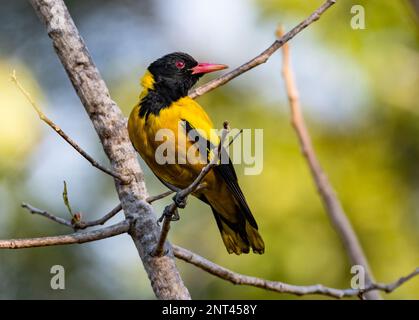 Un Oriole con cappuccio nero (Oriolus xanthornus) arroccato su un ramo. Thailandia. Foto Stock