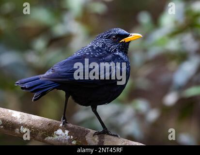 Un fischio blu (Myophonus caeruleus) arroccato su un ramo. Thailandia. Foto Stock