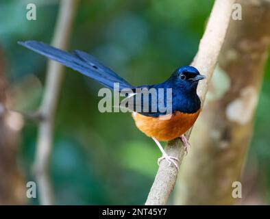 Uno Shama dal rombo bianco (Copsychus malabaricus) arroccato su un ramo. Thailandia. Foto Stock