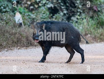 Un cinghiale adulto (Sus scrofa) in piedi su una strada. Thailandia. Foto Stock