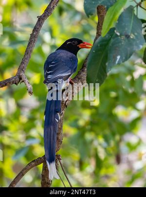 Un Blue-Magpie (Urocissa erythroryncha) dalla fattura rossa arroccato su un albero. Thailandia. Foto Stock