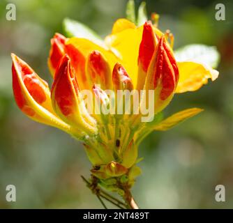 Primo piano macrodendro di un rododendro giallo e arancione in piena fioritura in campagna Foto Stock