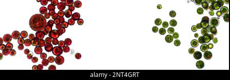 Haematococcus pluvialis alghe verdi e cisti in vista microscopica, spazio vuoto - ematocisti, cellule attive e a riposo, forte astaxanto antiossidante Foto Stock