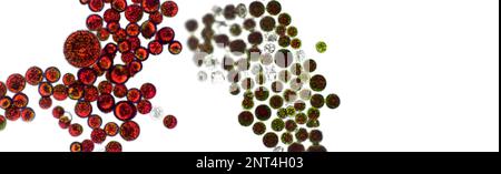 Haematococcus pluvialis alghe verdi e cisti in vista microscopica, spazio vuoto - ematocisti, cellule attive e a riposo, forte astaxanto antiossidante Foto Stock