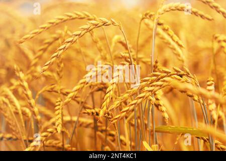 Campo di grano e farro, raccolto Foto Stock