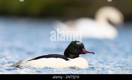 Goosander maschile o merganser comune (Mergus merganser) nuoto su un lago Foto Stock