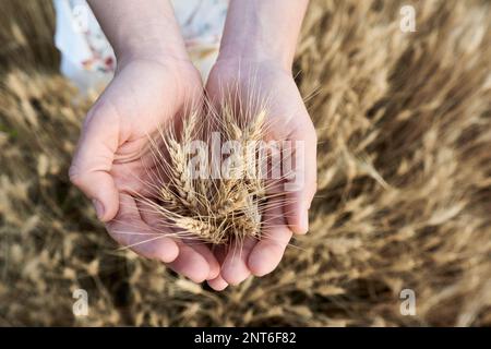 Le mani delle donne che tengono grano dall'alto Foto Stock