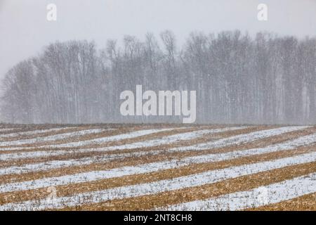 Campi agricoli piantati a strisce con colture diverse su una strada secondaria nel Michigan centrale, USA Foto Stock