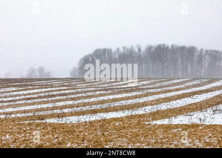 Campi agricoli piantati a strisce con colture diverse su una strada secondaria nel Michigan centrale, USA Foto Stock