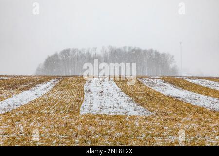 Campi agricoli piantati a strisce con colture diverse su una strada secondaria nel Michigan centrale, USA Foto Stock