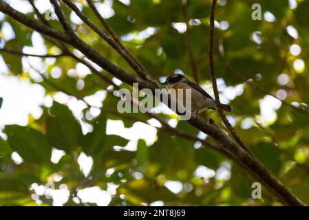 La Reunion stonechat (Saxicola tectes) è una specie di stonechat, endemica dell'isola di Réunion. Questo piccolo uccello passerino è comune nelle radure Foto Stock