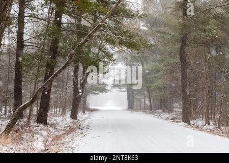 Attraversa un tunnel di alberi di pino bianco orientale su una strada secondaria nel Michigan centrale, USA Foto Stock