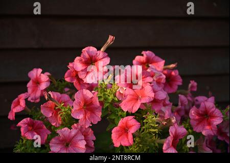 Petunia rosa in giardino Foto Stock