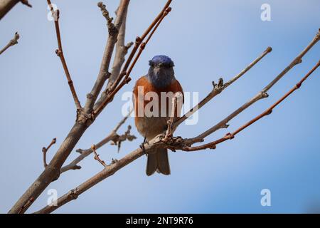 Maschio Western Bluebird o Sialia Mexicana che si aggirano in un albero a Green Valley Park a Payson, Arizona. Foto Stock