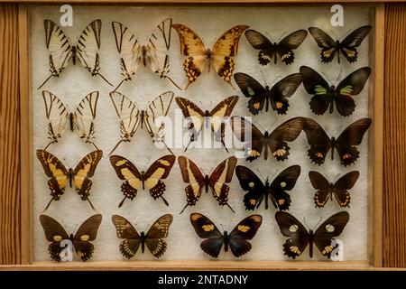 Vetrina con collezione di belle farfalle esotiche Foto Stock