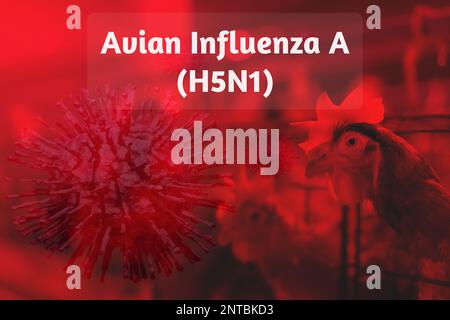 Concetto di focolaio dell'influenza aviaria A (H5N1) sullo sfondo dell'allevamento di polli. Virus dell'influenza aviaria A sottotipo H5N1. Infezione umana da influenza aviaria A Foto Stock